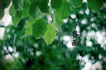 谷雨1.jpg