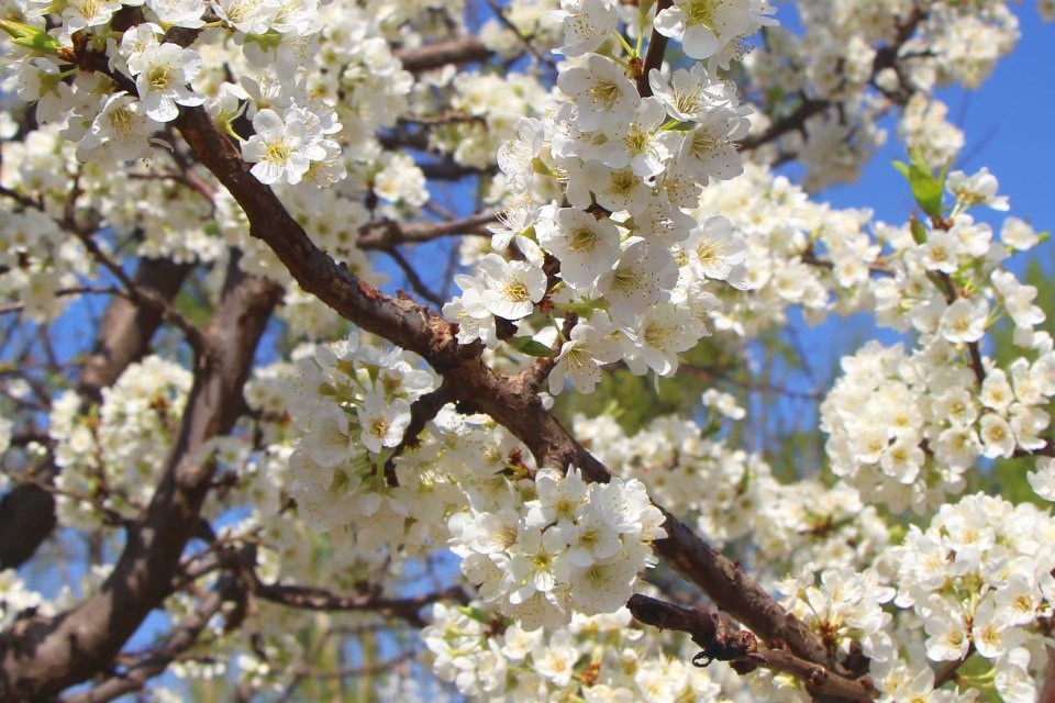 春景- 老榆树308 - 图虫网 - 优质摄影师交流社区