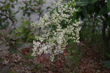 IMGP0027.JPG