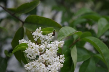 IMGP0031.JPG