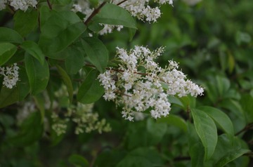 IMGP0034.JPG