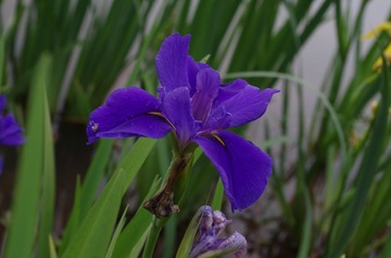 IMGP0037.JPG