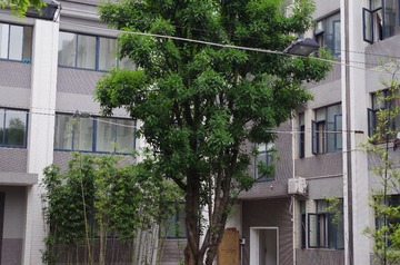 IMGP0010.JPG