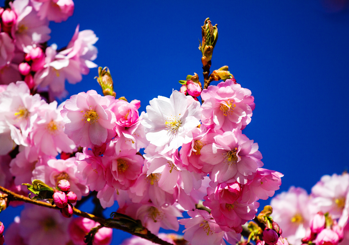 百花丛中一点白