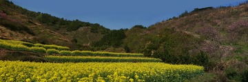 油菜花_全景图1.jpg