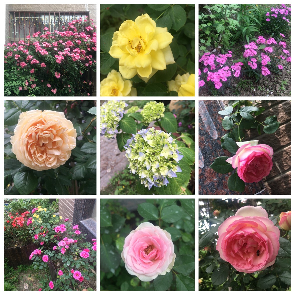 国内4月份看花
