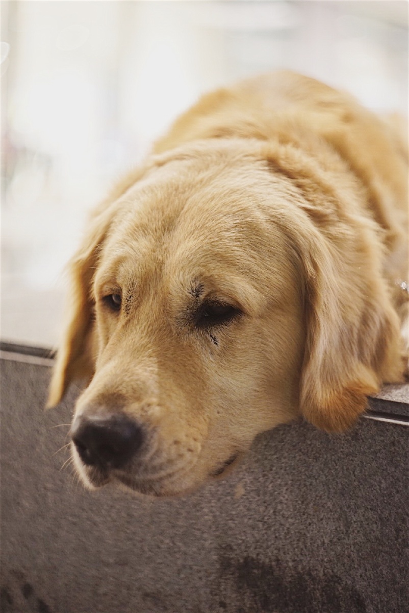 偶尔思考狗生的时候稍微静止一点