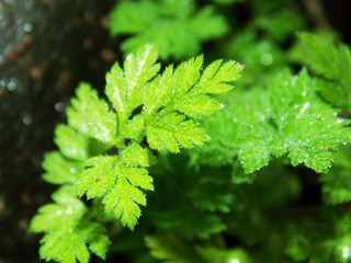 DSCN2629_conew1.jpg