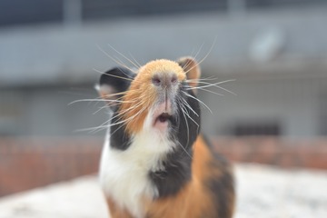 977277