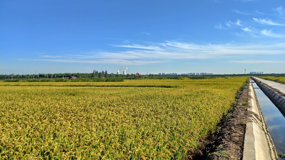 秋日稻香天津市津南区地铁一号线东沽站c号出口对面天津小站稻培育
