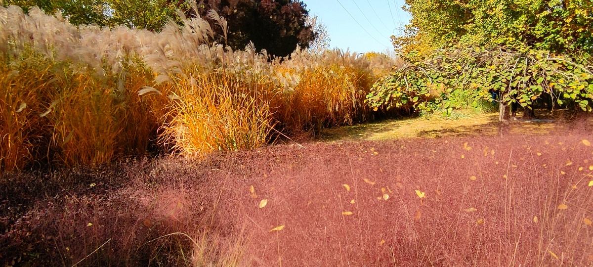 粉黛粉情怀芊卉园天津滨海新区第七大街2020年11月1日