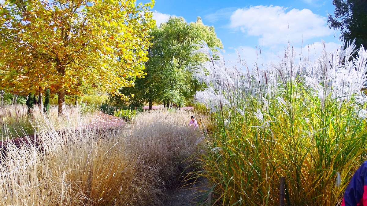 粉黛粉情怀芊卉园天津滨海新区第七大街2020年11月1日