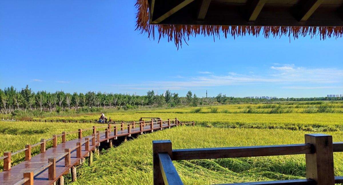 秋日稻香天津市津南区地铁一号线东沽站c号出口对面天津小站稻培育