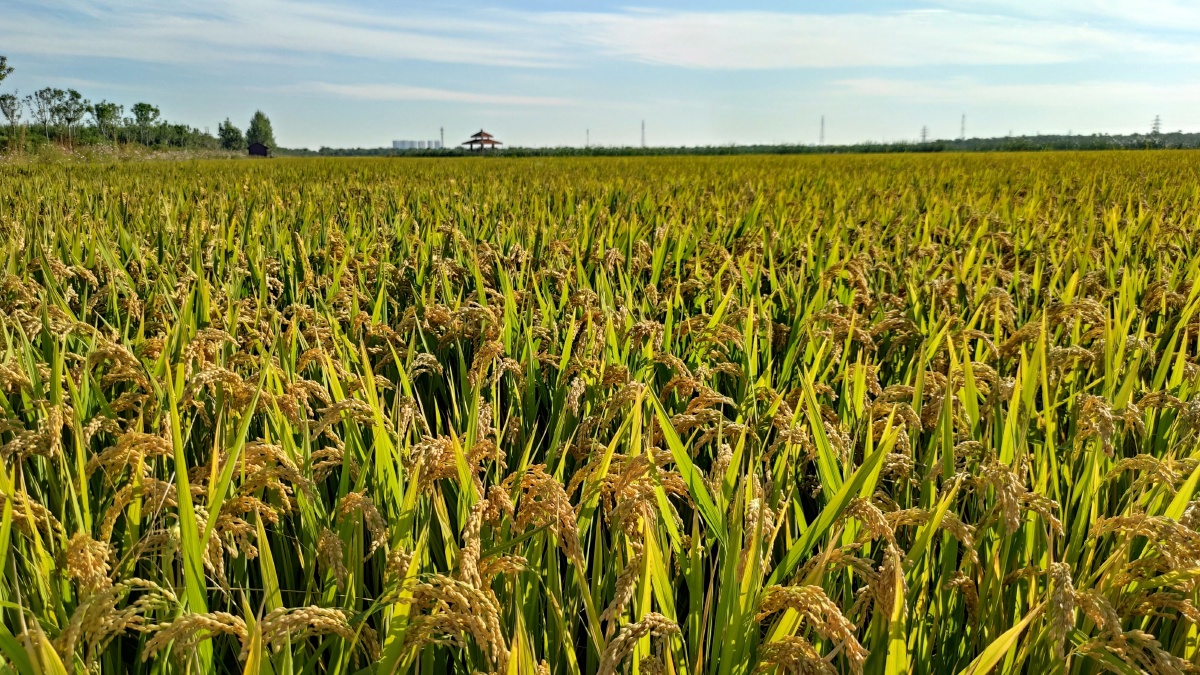 秋日蓝天通透,稻谷基本成熟一片金黄,行走在稻田中,可