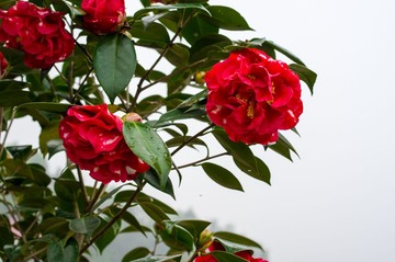 IMGP9589.jpg