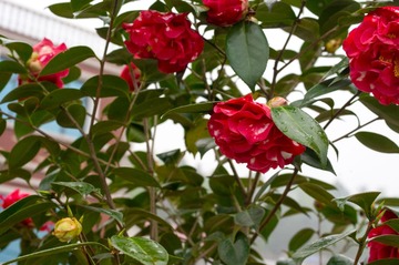 IMGP9590.jpg