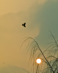 “DSC_5613”为智能对象-1
