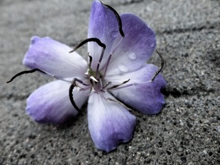 Flower2.jpg