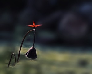 001