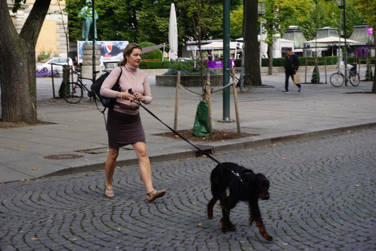 奥斯陆街拍二街头的遛狗人