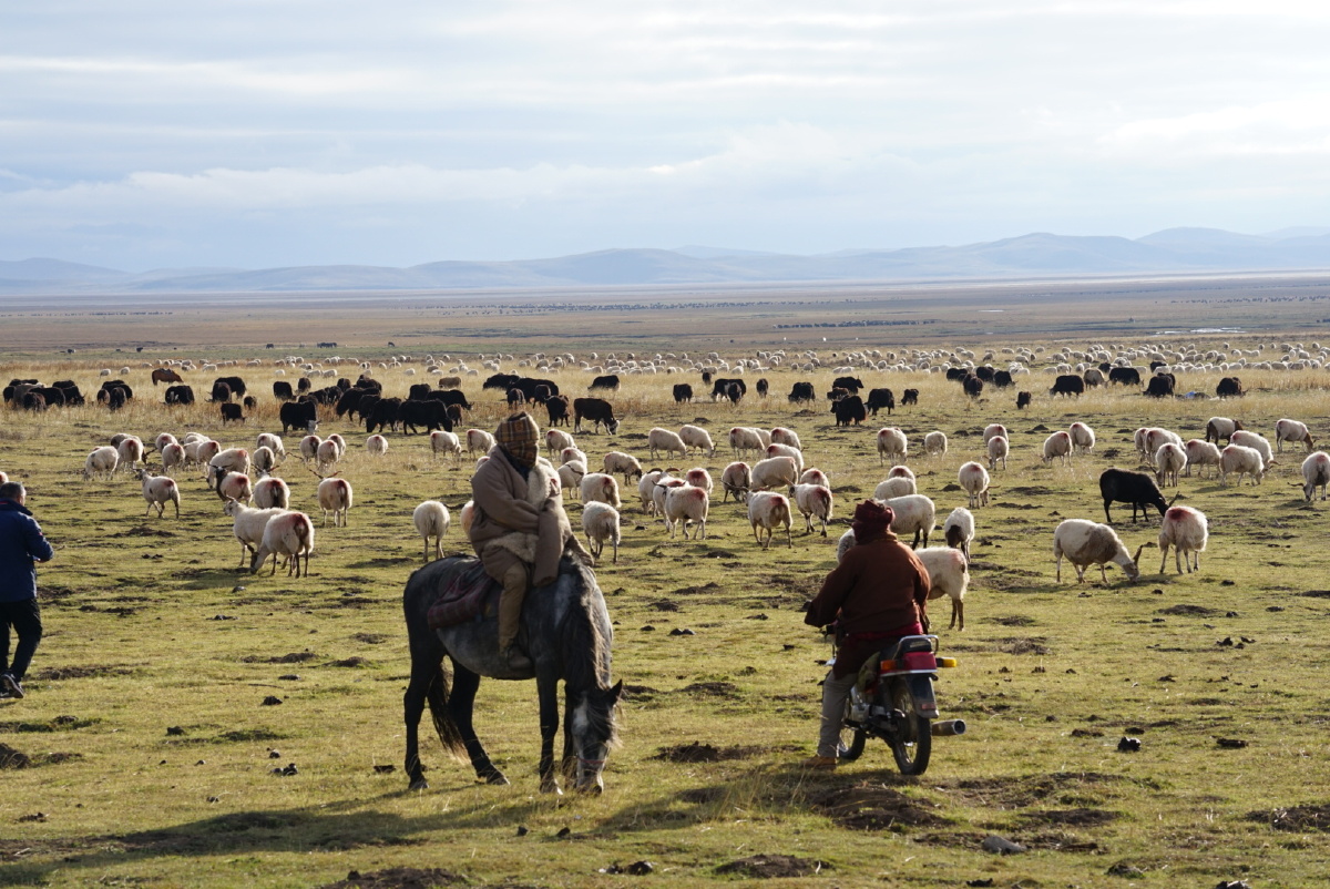 若尔盖草原牧羊人