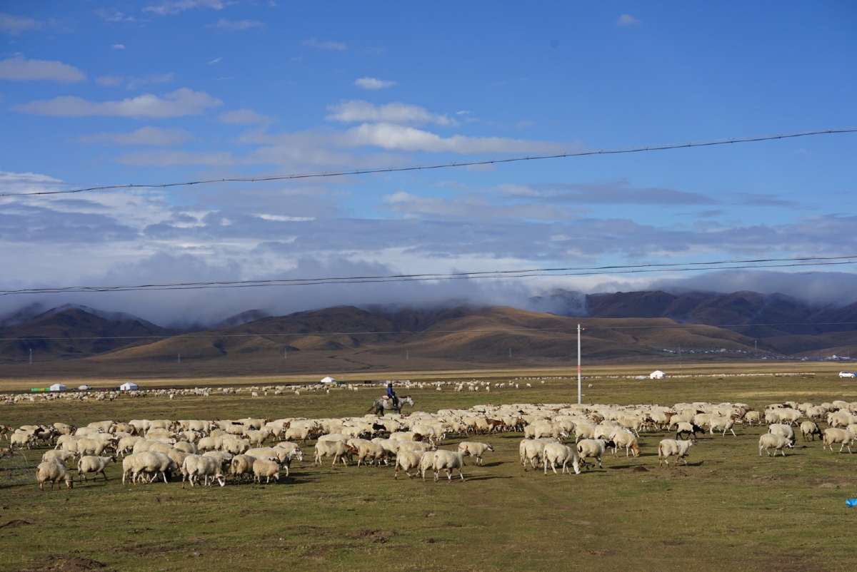 若尔盖大草原