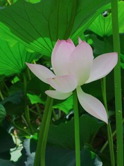 夏荷