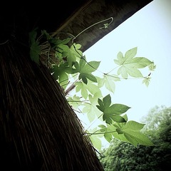 NEX-5，无题7a