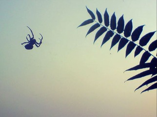 spider