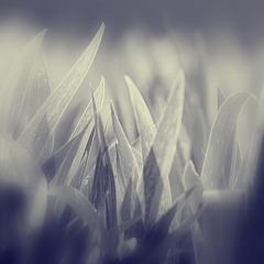 春来早1