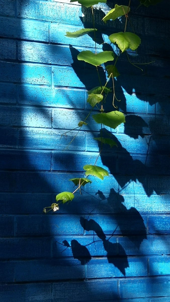 光影斑驳的午后