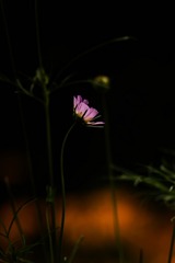 _DSC3938