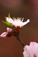 IMG_9859.JPG