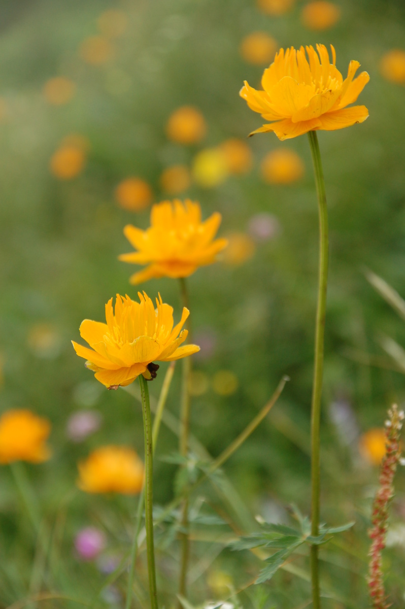 小五台山金莲花