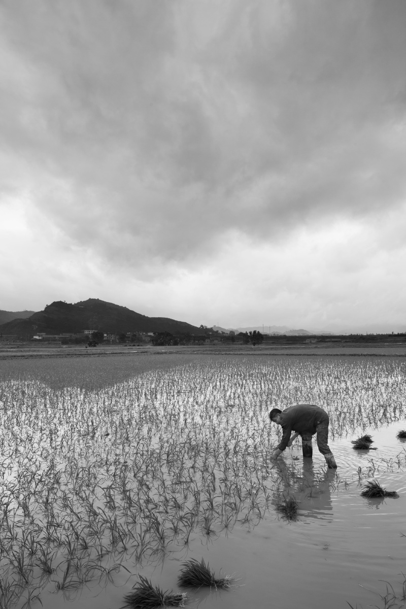 "img_1094"为智能对象-1黑白 br /> 一个人插秧是寂寞的,有大山陪伴你