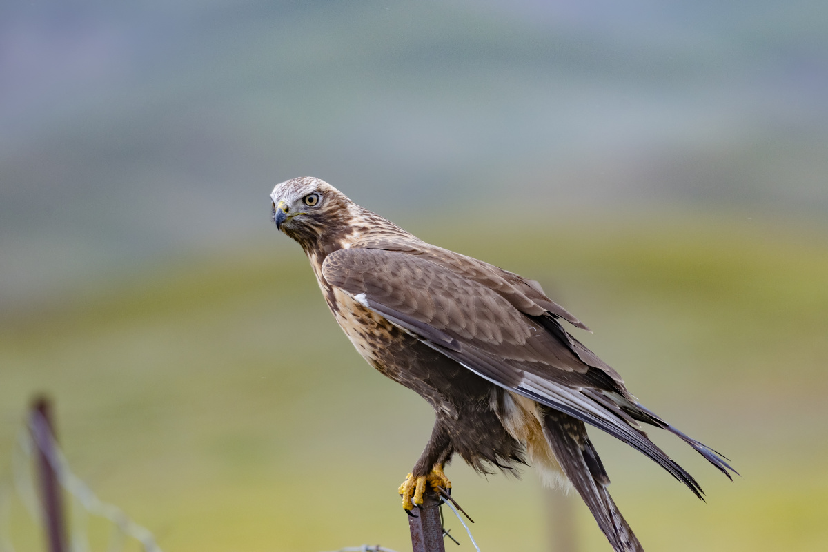 大鵟 大鵟幼鸟 鶽 - 摄影-嘟嘟 - 图虫