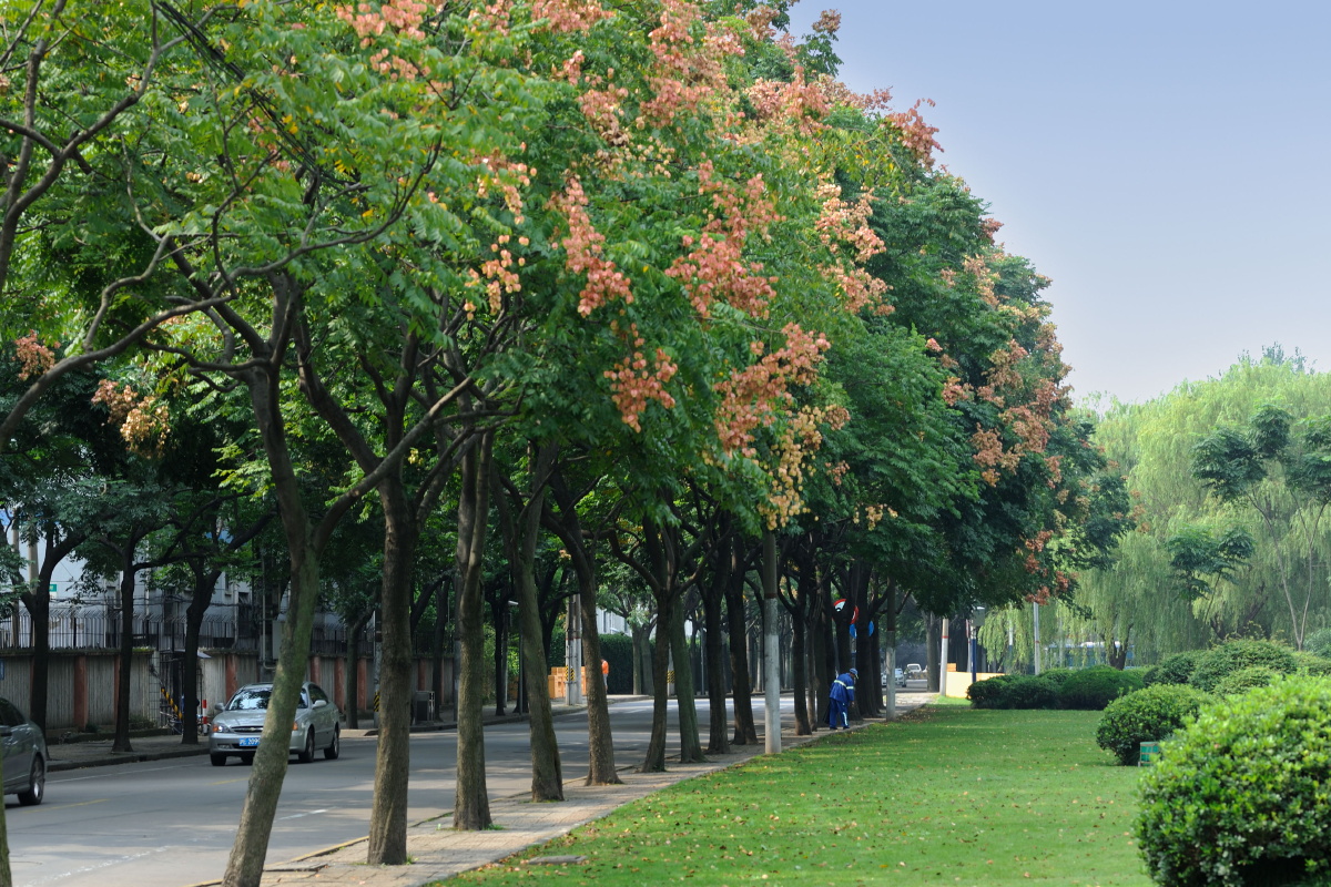 栾树 南辅路 10.09