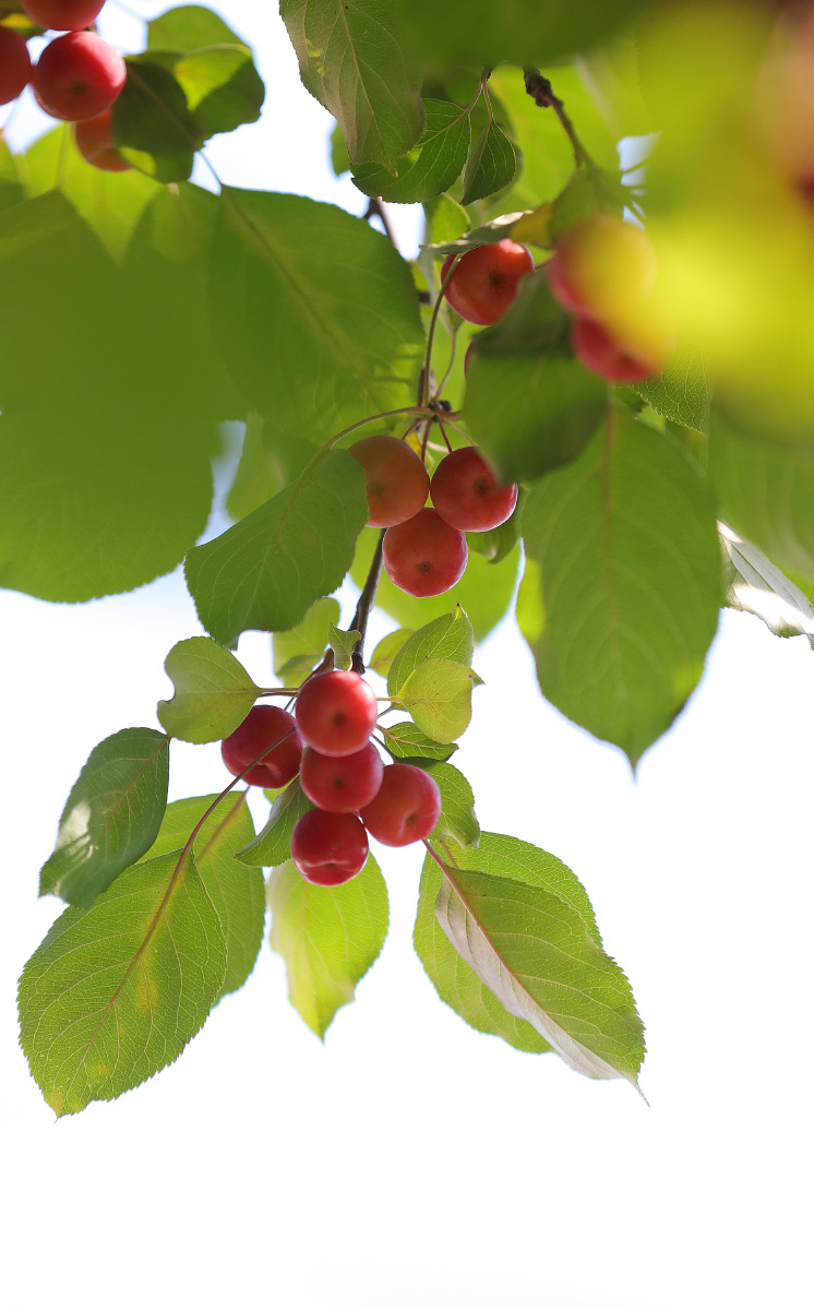 海棠果 - 摄影师施中华 - 图虫