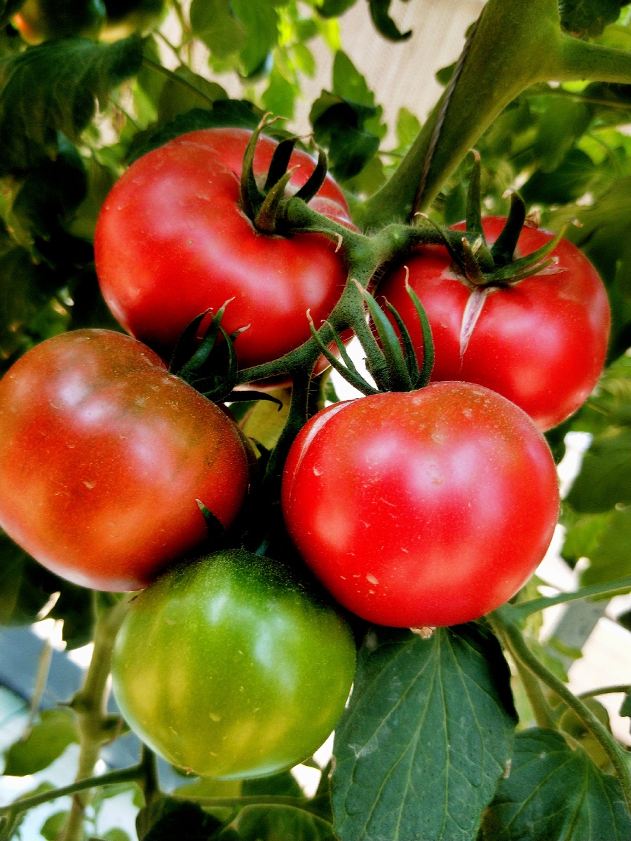 收获来自太空种子番茄