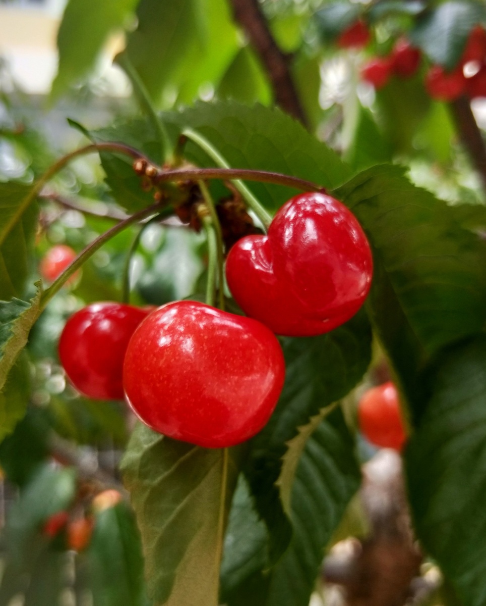 饱满圆润光泽诱人的樱桃熟了让人爱不释手绿葱葱几颗樱桃叶底红