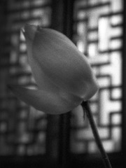 lucky-3-30.jpg