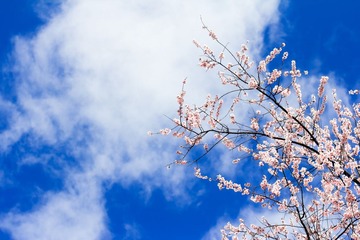 桃花-01.JPG
