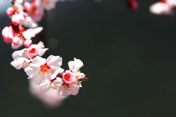 桃花-02.JPG