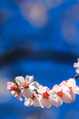 桃花-03.JPG