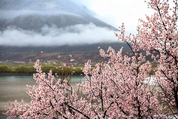 桃花-07.JPG