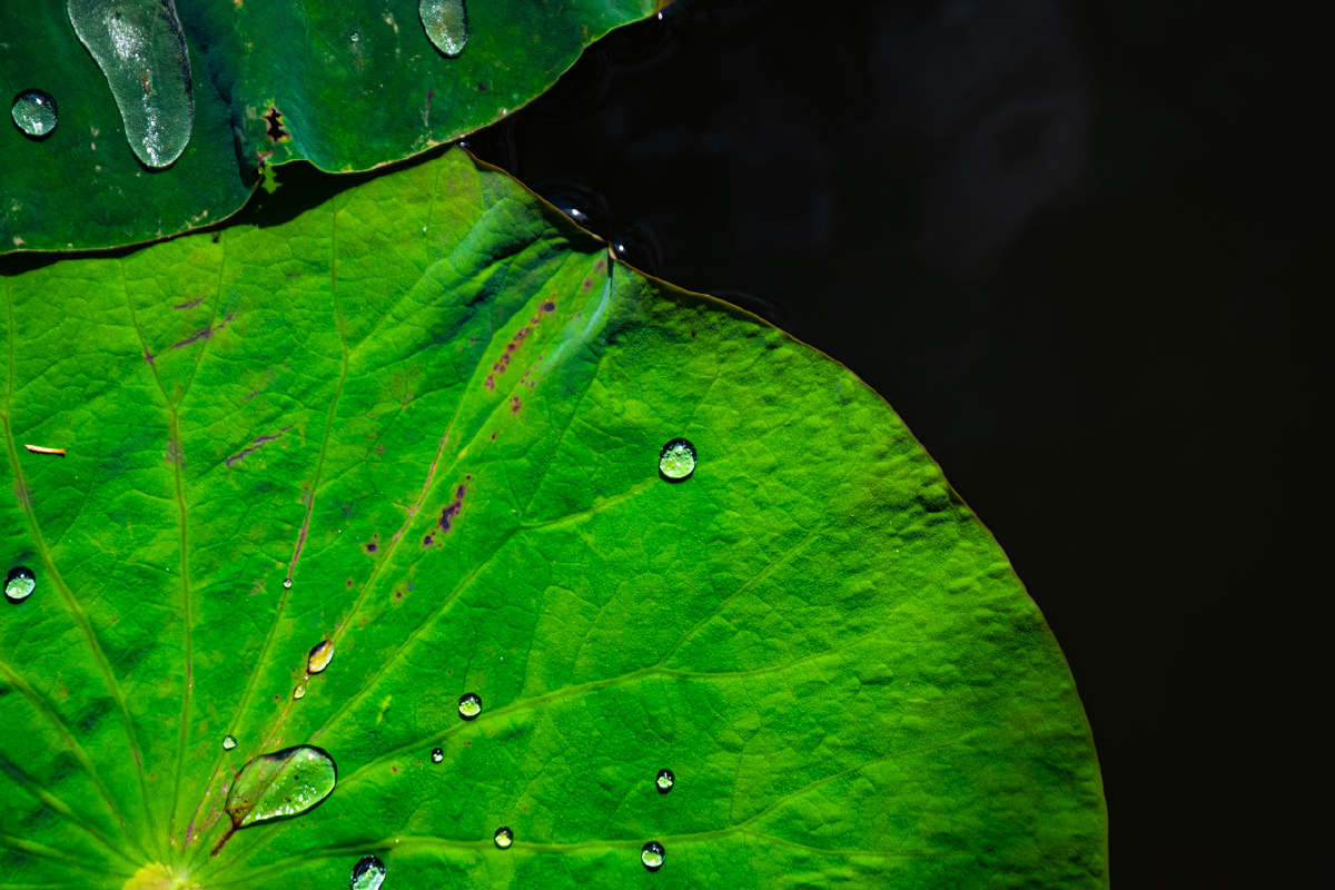 接天莲叶无穷碧映日荷花别样红12
