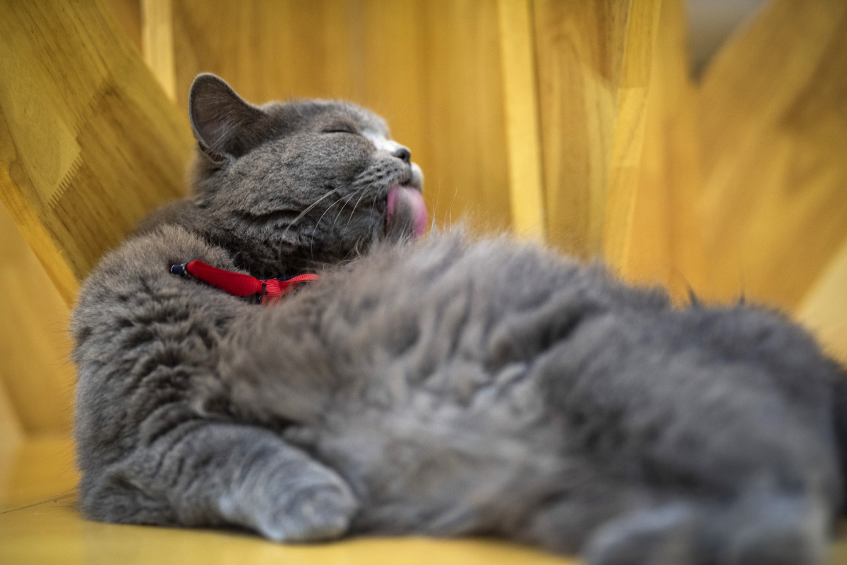 吸猫图 - 陈若缺