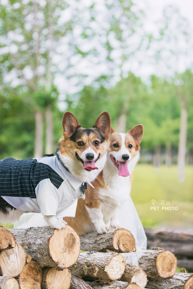 柯基清新风婚纱照