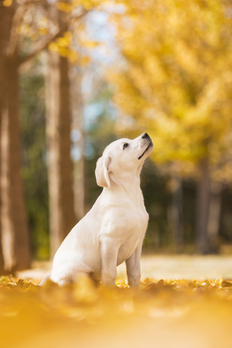 秋天的小牛奶3个月的拉布拉多