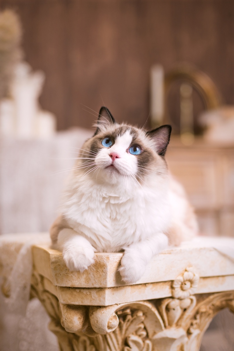 布偶猫-小雪糕 - 宠物摄影师_喵喵萌 - 图虫